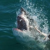 Great White Shark showing up